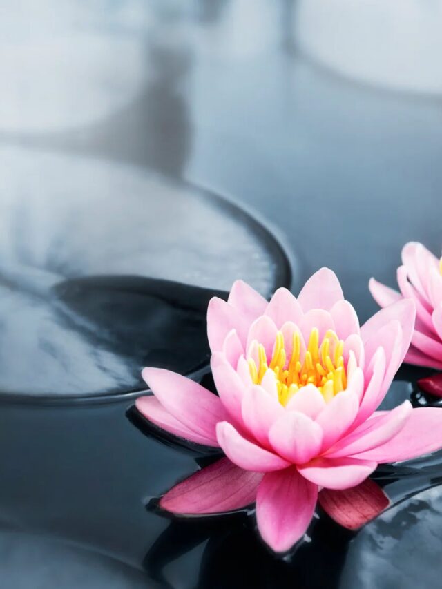 cropped-Lotus_Flower.jpg